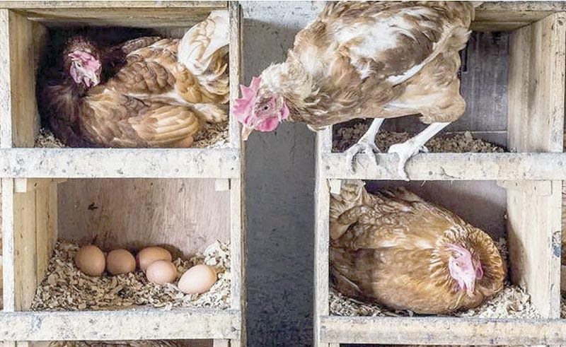 ¡EL POLLO LIDERARÁ EL CONSUMO GLOBAL DE CARNE!