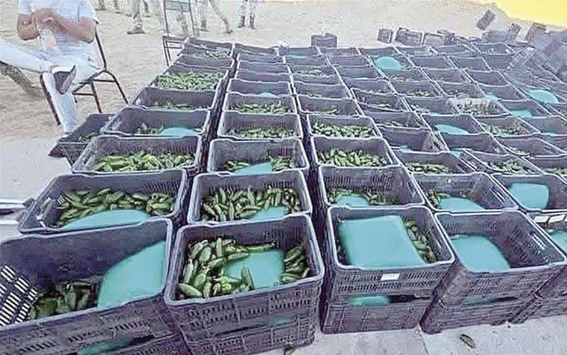 ¡HALLAN ENTRE CHILES UNA TONELADA DE DROGA!