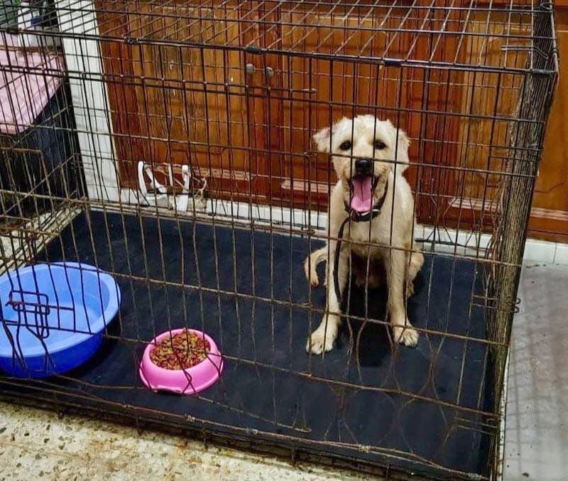 ¡RESCATAN A ‘MAX’!