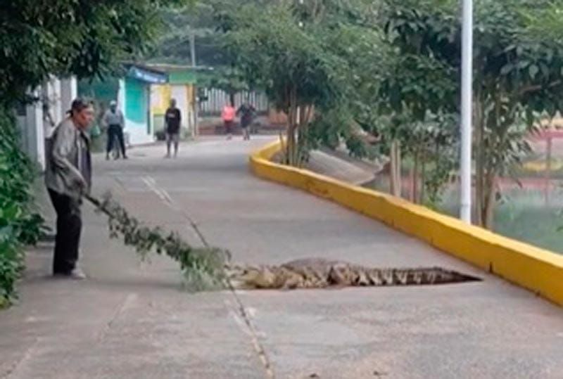 ¡RAMA Y MACHETE! - *Súper Abuelo ahuyenta Cocodrilo