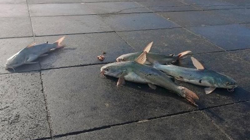 ¡TIRA ÁRBOLES Y PLAYAS CERRADAS! - *Hubo rachas de viento de hasta 88.4 km/h por el frente frío 25