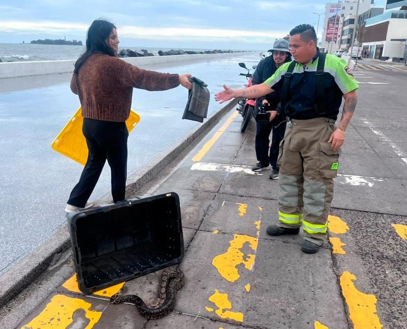 ¡RESCATAN SERPIENTE HERIDA EN EL BULEVAR!