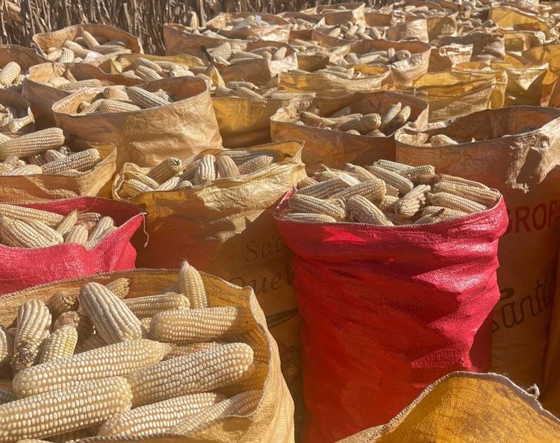 ¡NO HAY MUCHO QUE CELEBRAR! - *No le dieron más lana al campo