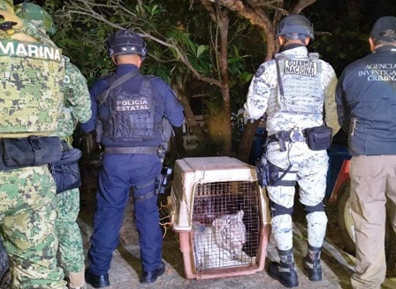 ¡FGR ASEGURÓ TIGRE DE BENGALA Y EQUIPO DE VIDEOVIGILANCIA!