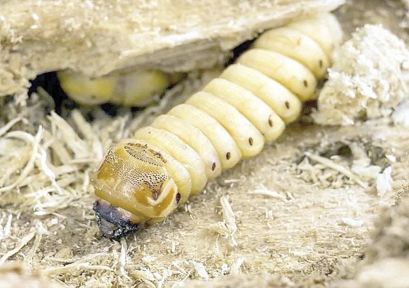 ¡DETECTAN EL PRIMER CASO DE GUSANO BARRENADOR EN EDOMEX!