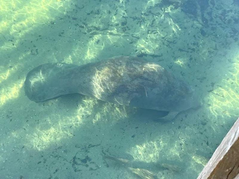 ¡SE LOS QUIEREN LLEVAR! - ABUSAOS