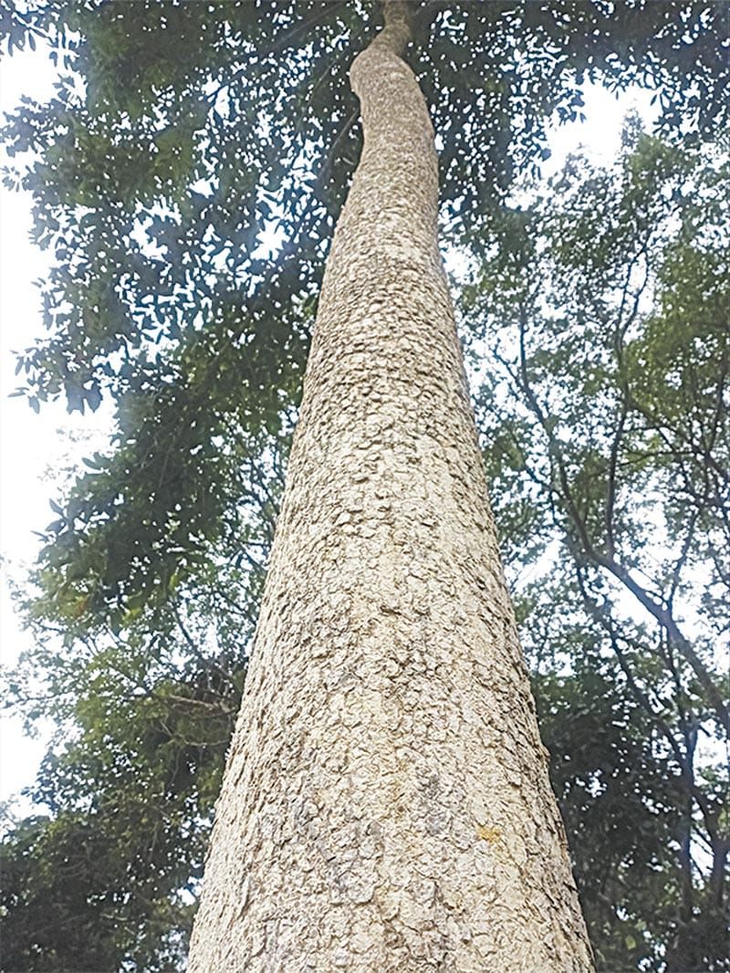 ¡PELIGRA EL PALO VOLADOR!