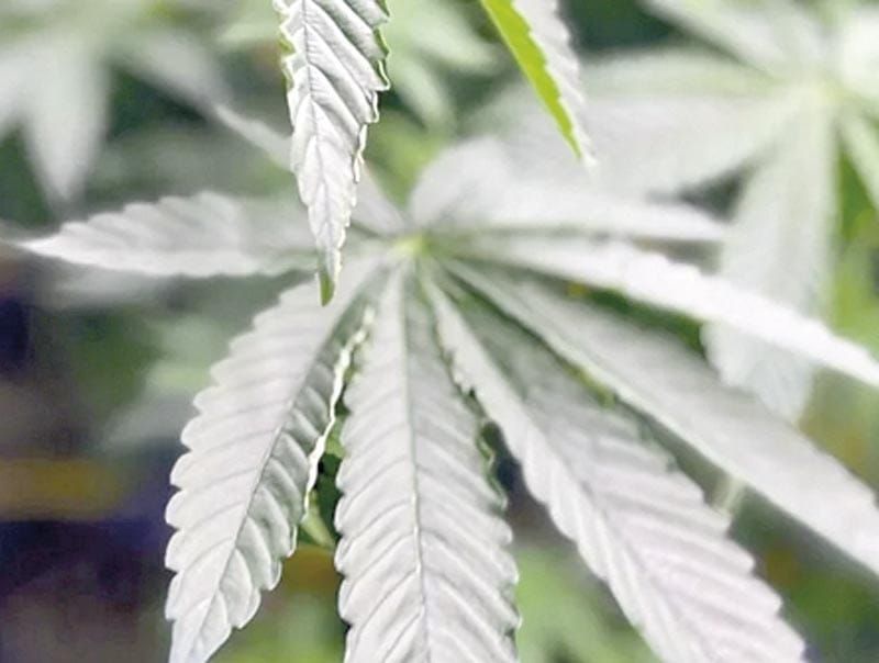 ¡EVITA CORTE DESPENALIZAR EL CONSUMO DE MARIGUANA PARA PERSONAS ADICTAS!
