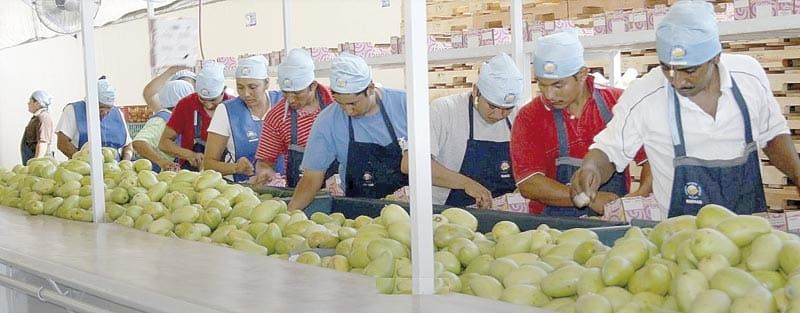 ¡POR LA PLAGA BLOQUEAN EXPORTACIÓN DE MANGO!