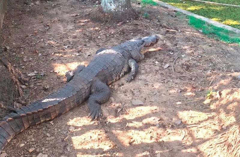 ¡NUEVO COCODRILO EN EL ZOO!