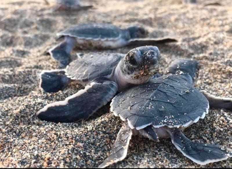 ¡‘MAREA NEGRA’ CONTAMINA A CAMPAMENTO TORTUGUERO! - SOS