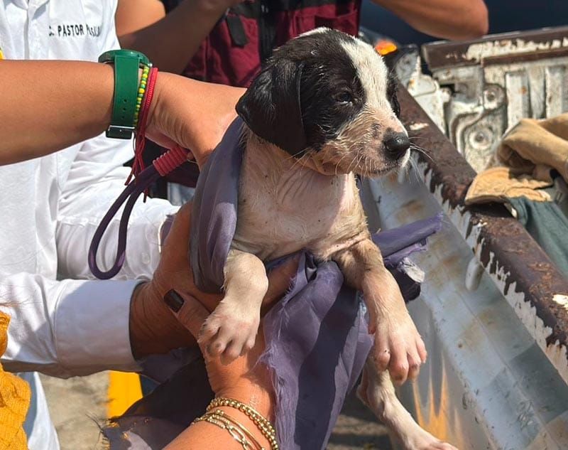 ¡RESCATAN A PERRITO!