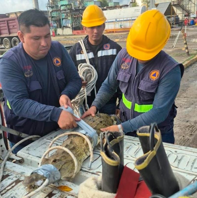 ¡CAPTURAN AL PRIMO DE GODZILLA EN POZA RICA!