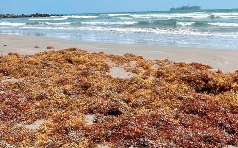 ¡LLEGAN TONELADAS DE SARGAZO! - *A playas de Veracruz y Boca del Río, el mayor en 14 años