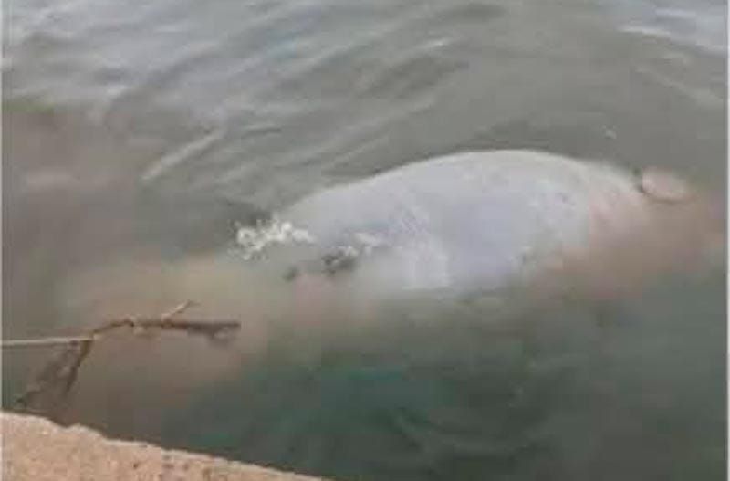 ¡APARECEN MUERTOS MANATÍ Y PELÍCANO! - *24 horas antes se reportó la llegada de más chapopote a playas de Coatza