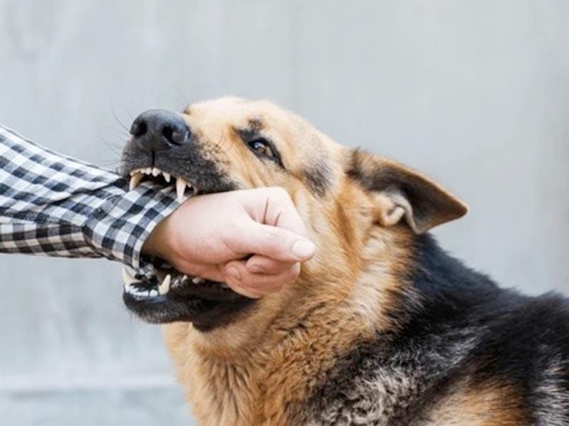 ¡NIÑA DE AÑO Y MEDIO ATACADA POR UN PERRO!