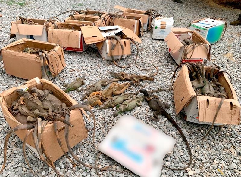 ¡RESCATAN 192 IGUANAS VERDES!