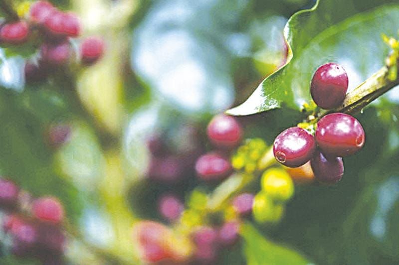 ¡ROYA AFECTA 40 MIL HECTÁREAS DE CULTIVO DE CAFÉ EN VERACRUZ!