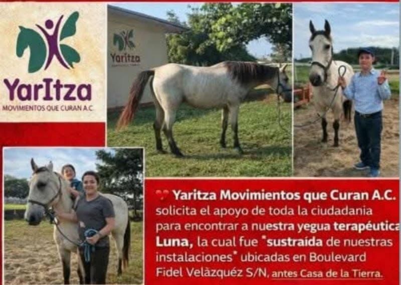 ¡FUNDACIÓN YARITZA DENUNCIA EL ROBO DE UNA YEGUA TERAPÉUTICA!