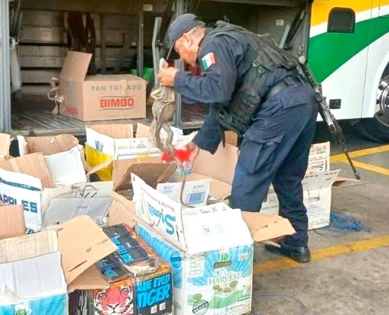 ¡RESCATAN EN OAXACA 192 IGUANAS TRAFICADAS DESDE VERACRUZ!