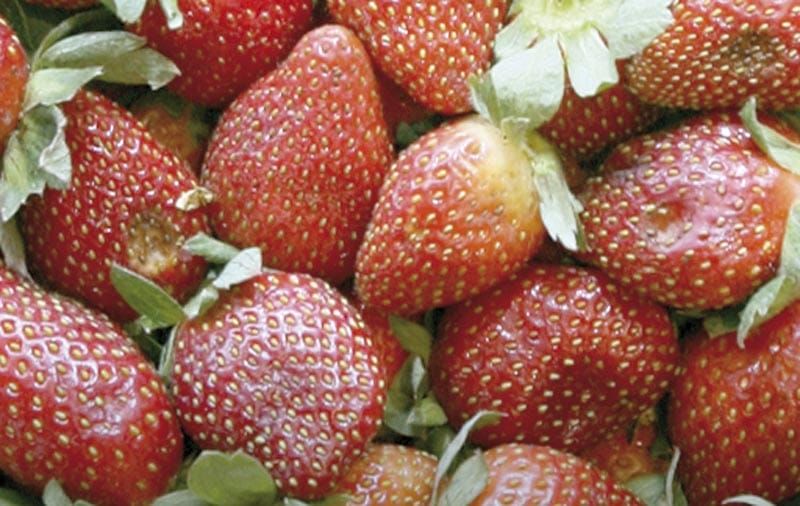 ¡ANALIZA EU IMPONER ARANCEL DE 18% A FRESAS DE MÉXICO!