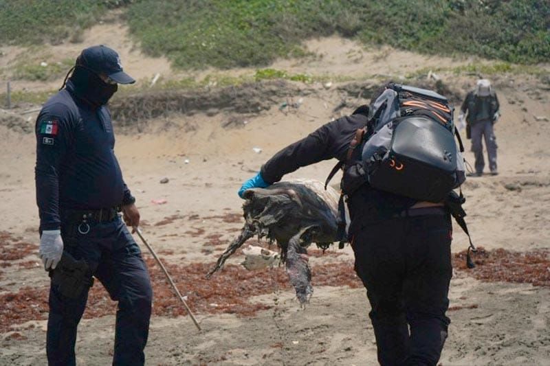 ¡CHAPOPOTE EN LA PLAYA CARRIZAL! - Y RECOGEN CASI UNA TONELADA
