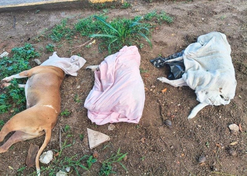 ¡ENVENENAN OCHO PERROS EN XALAPA!