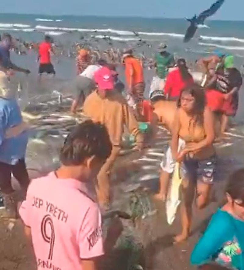 ¡“NI QUE FUERA MAREA ROJA”! - *Descartan pescadores de Alvarado que fuera un varamiento de peces