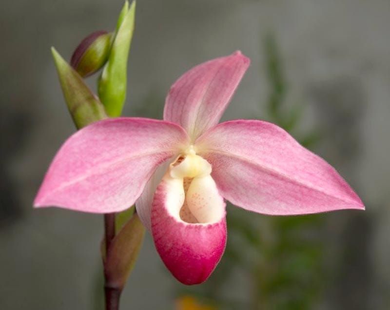¡CONFISCAN 420 ORQUÍDEAS PROTEGIDAS!