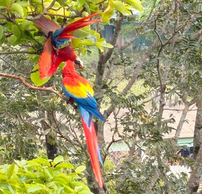 ¡SUELTAN 8 GUACAMAYAS ROJAS!