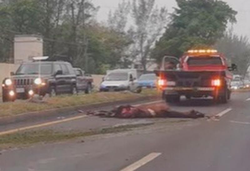¡TAXI ATROPELLÓ Y MATÓ A UN CABALLO!