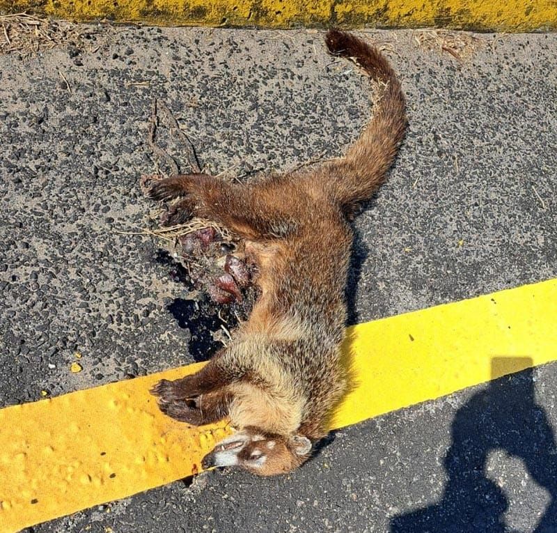 ¡ATROPELLAN UN COATI EN LA RIVIERA!