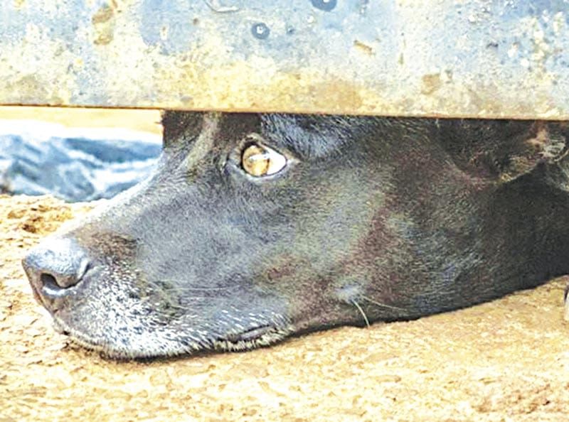 ¡HASTA 20 DENUNCIAS DIARIAS POR MALTRATO ANIMAL!