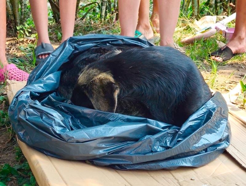 ¡EL PERRO “NEGRITO” MURIÓ POR MALTRATO ANIMAL!