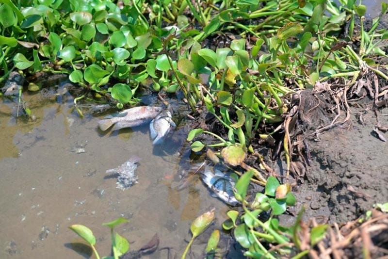 ¡ECOCIDIO EN TARIMOYA! - APARECEN PECES MUERTOS EN LA LAGUNA