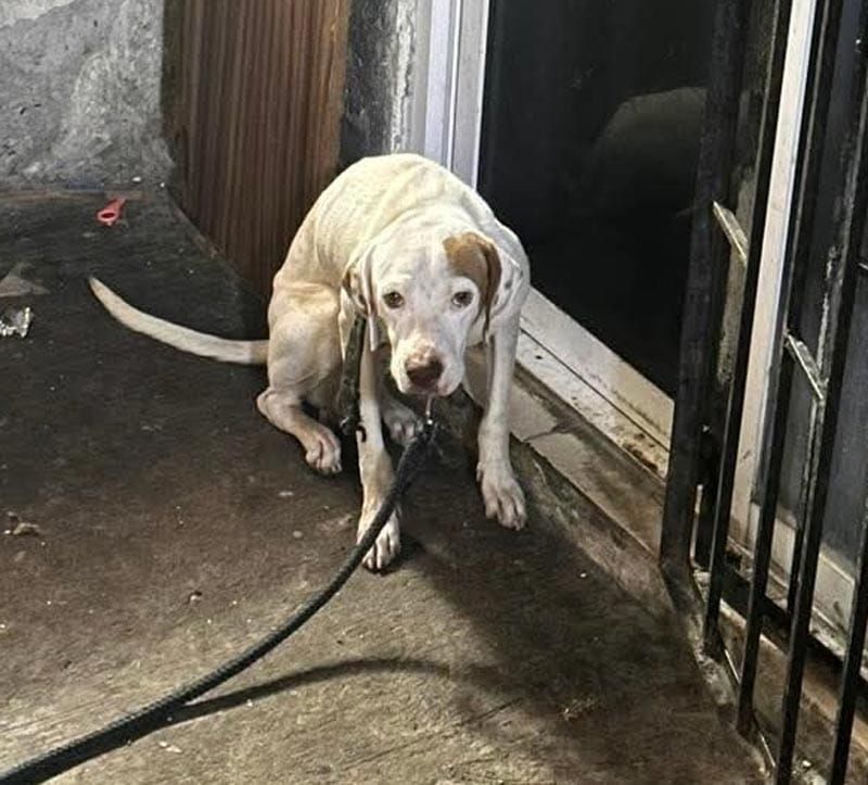 ¡PERRITO ABANDONADO EN TORRENTES!