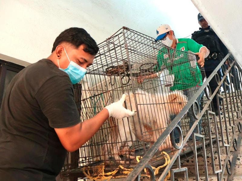 ¡RESCATAN A TRES PERRITOS EN LA COLONIA ZARAGOZA!