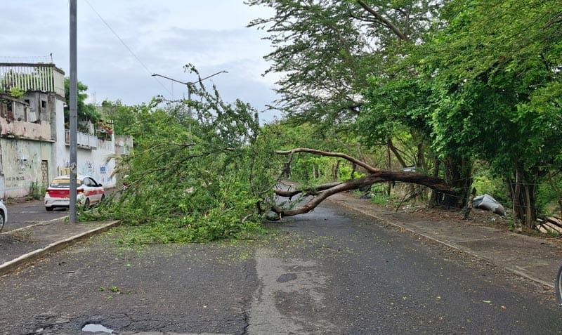 ¡ÁRBOL BLOQUEA CALLE EN LA COLONIA POCITOS Y RIVERA!