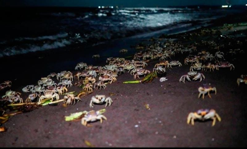 ¡LE PONDRÁN BANDEJAS AL CANGREJO AZUL!