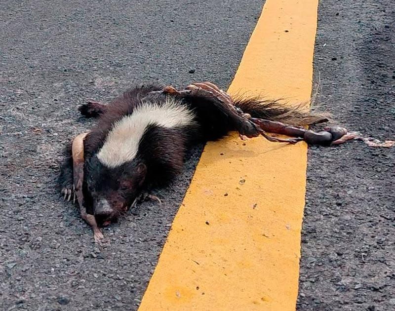 ¡SIGUE MUERTE DE FAUNA!