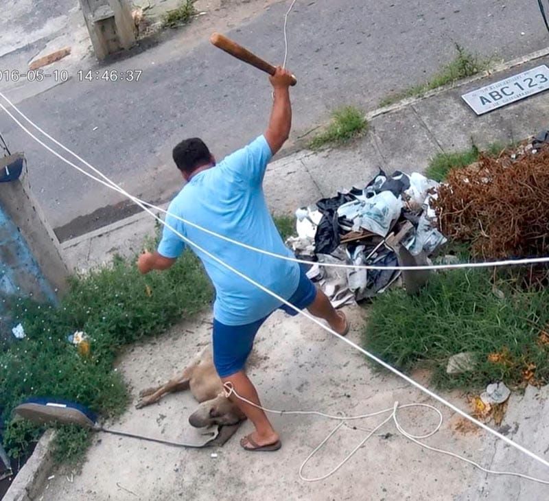 ¡ASESINÓ A PERRO PITBULL A BATAZOS!
