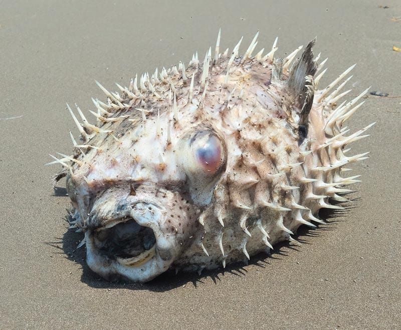 ¡APARECE MUERTO PEZ GLOBO EN PLAYA DE COSTA DE ORO!