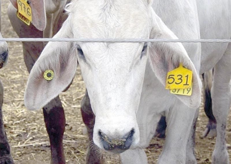 ¡CONFIRMA DOS CASOS MÁS DE GUSANO BARRENADOR EN TEXAS!