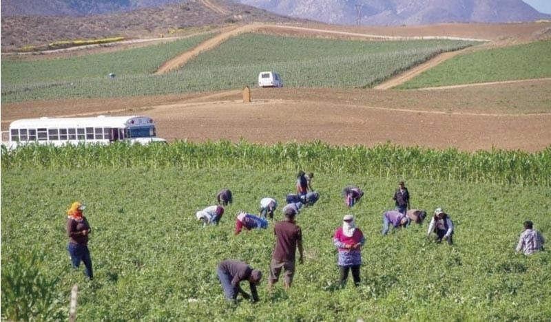 ¡GOBIERNO ENTREGARÁ 40 MIL PESOS A 36 MIL FAMILIAS JORNALERAS DE SAN QUINTÍN!