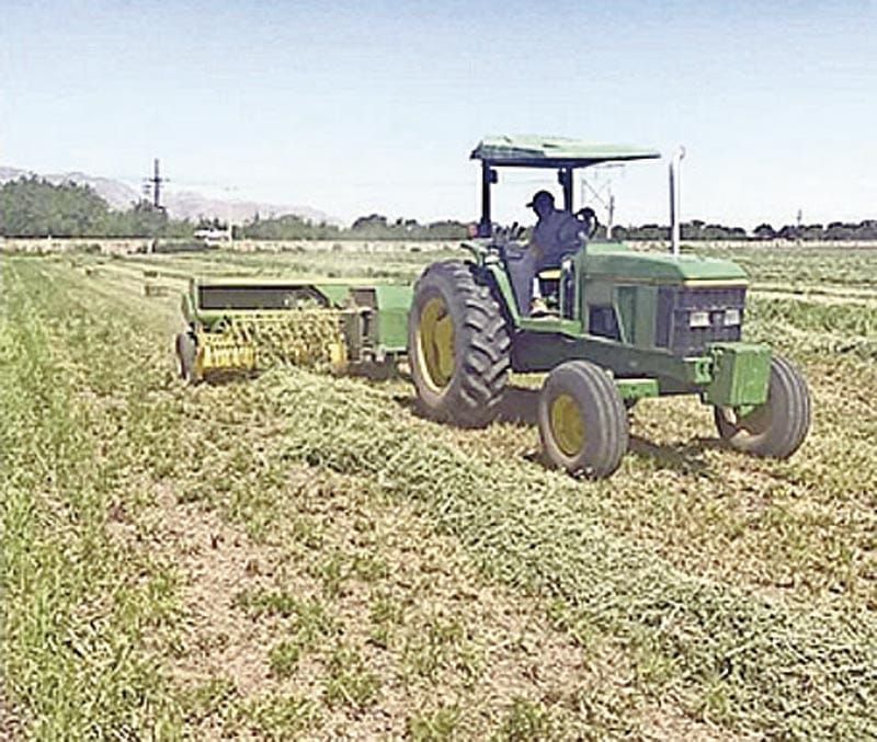 ¡SIN VENDER, 30 MIL TONELADAS DE FRIJOL EN CHIHUAHUA!