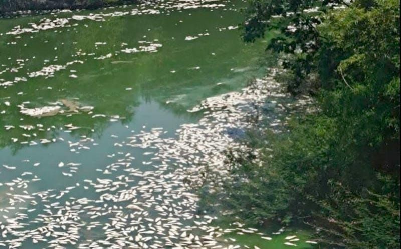 ¡OTRA MORTANDAD DE PECES! - *Ahora en Ozuluama, preocupación entre pobladores; Conagua realizará análisis para determinar las causas