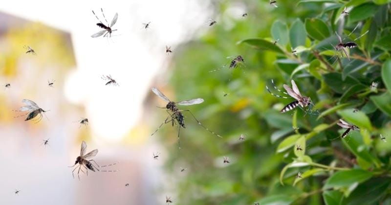 ¡DENGUE COBRA DOS MUERTES! - EN VERACRUZ