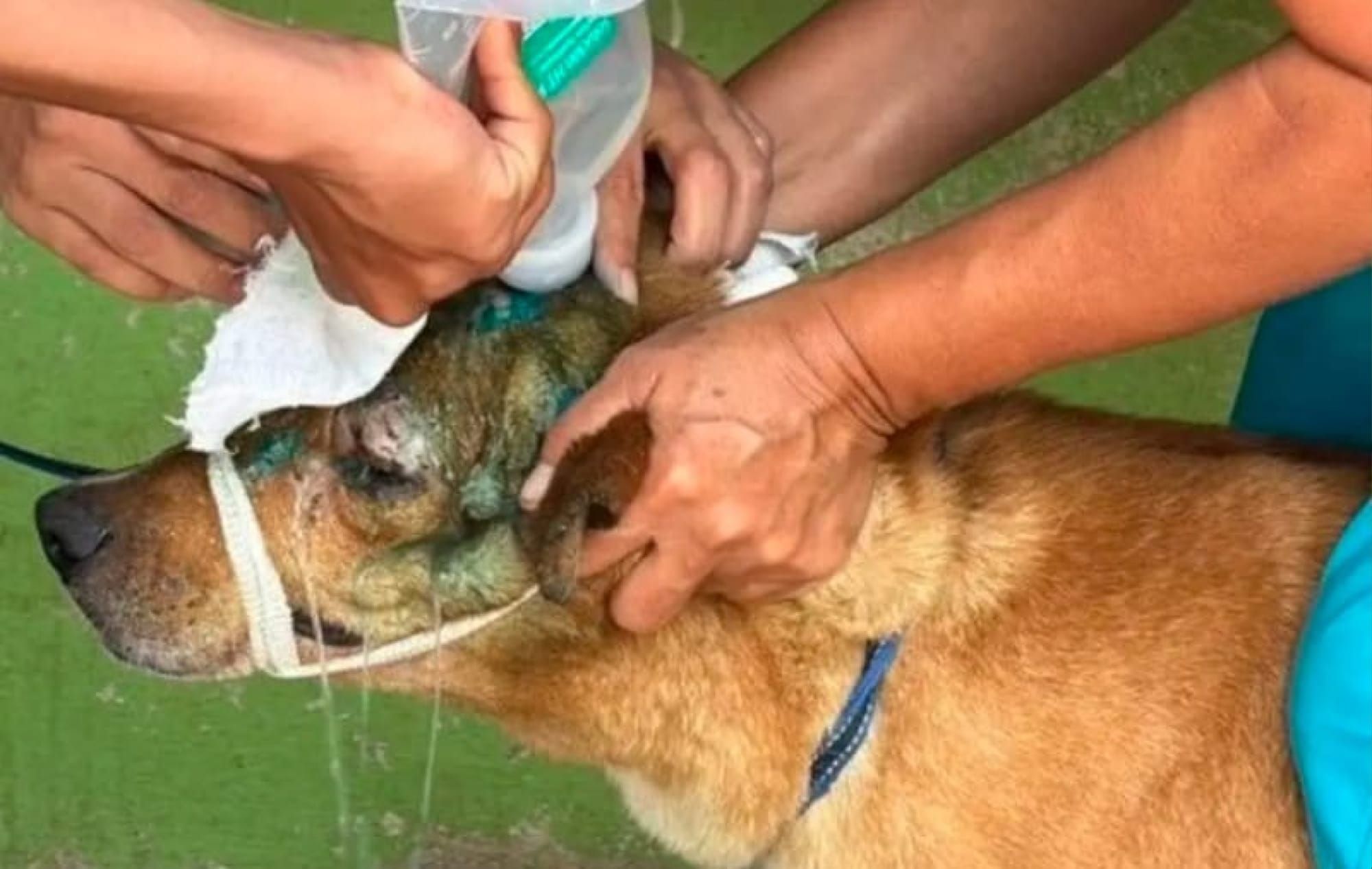 ¡AUMENTAN CASOS DE GUSANO BARRENADOR EN PERROS EN VERACRUZ!