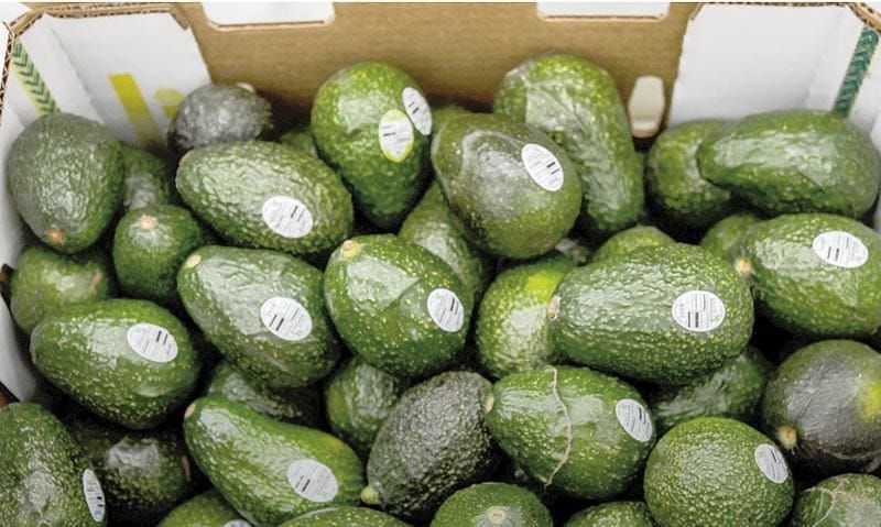 ¡PIDEN EN ESTADOS UNIDOS CASTIGAR EL AGUACATE MEXICANO!