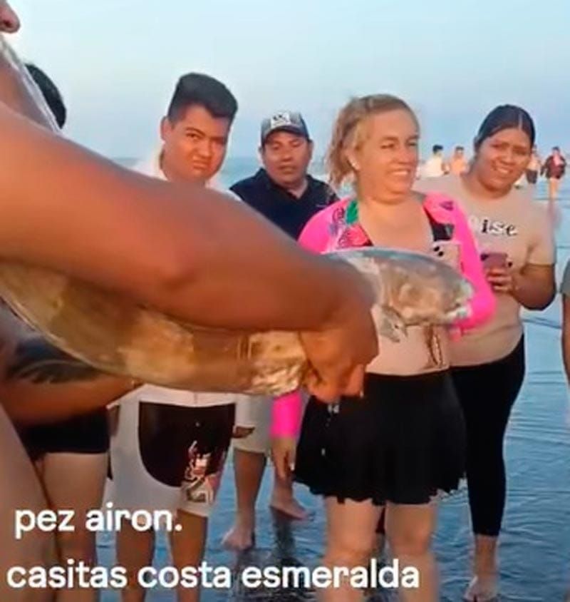 ¡ENCUENTRAN PEZ MUTANTE! - AY NANITAS